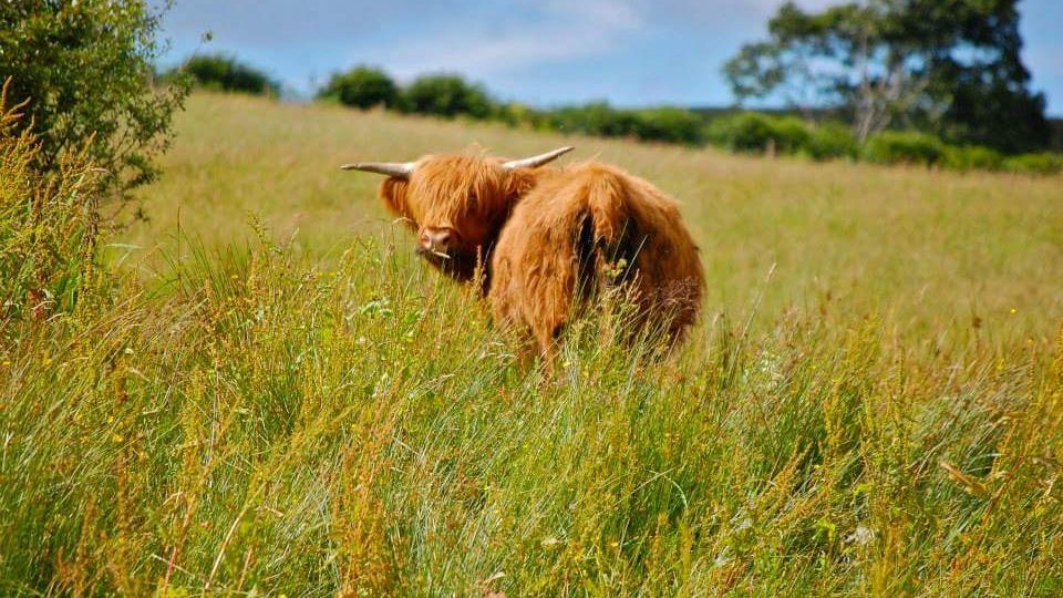 highland cow, highlands, photo by claire gillies. From Scotland with Love - My Love Letter to Home